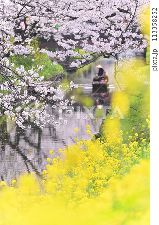 新河岸川の春　満開の桜並木　埼玉県　川越市 113358252