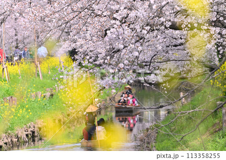 新河岸川の春　満開の桜並木　埼玉県　川越市 113358255