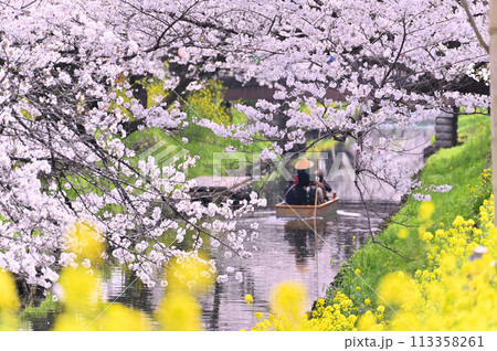 新河岸川の春　満開の桜並木　埼玉県　川越市 113358261