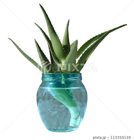 aloe vera plant in water isolated over white aloe vera plant in water isolated over white 113359139