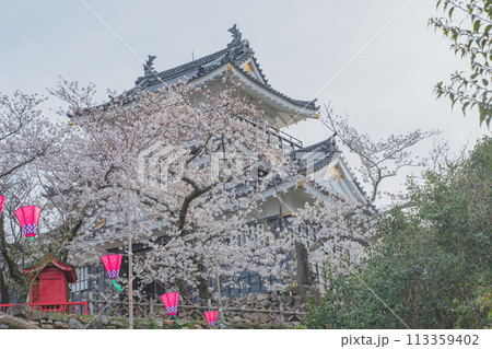 浜松城と桜 113359402