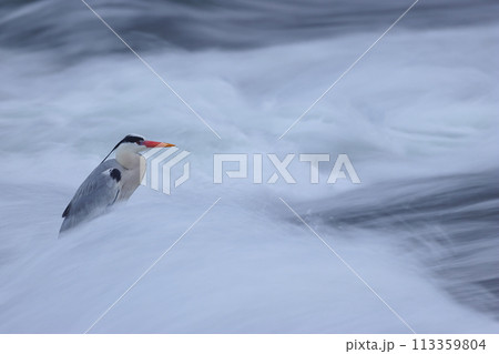 激しい流れの中で狩りをするアオサギ 113359804