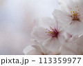 ふわっと桜の花びら 113359977