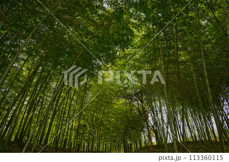 竹林 113360115