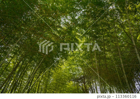 竹林を見上げる 113360116