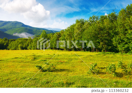 grassy meadow among beech forest on the hill. mountainous landscape of ukraine in spring. carpathian countryside scenery on a sunny morning 113360232