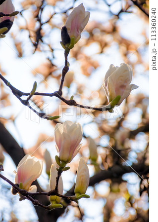magnolia soulangeana in full blossom. beautiful nature background with pink flowers  in spring on a sunny day 113360240