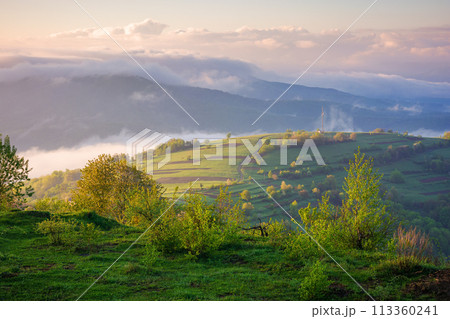 carpathian countryside scenery on a sunny morning in spring. mountainous landscape with grassy rural fields and meadows. fog in the distant valley. clouds above the mountains 113360241