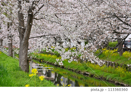 花曇りの新河岸川の春　埼玉県　川越市 113360360