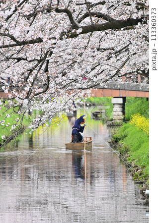 花曇りの新河岸川の春　埼玉県　川越市 113360373
