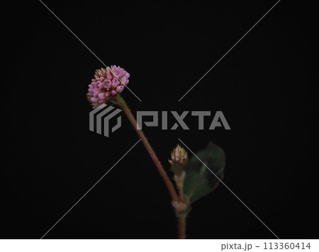 雑草シリーズ_ヒメツルソバ_春から夏にかけての道端を彩る 113360414