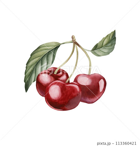 Cherry berries with leaves, watercolor isolated illustration. Composition for table textile, porcelain tableware and delicious prints. Berry fruits for summer fabrics, wrapping paper and food packages 113360421