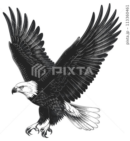 Hunting bald eagle engraving. Flying eagles bird ething, swooping hawk isolated illustration on white 113360461