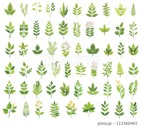 Herbs and branches botanicals. Green wildflowers nature clipart, leaves and florals decoration element 113360465