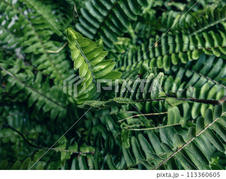 木の葉 葉 草の葉 113360605