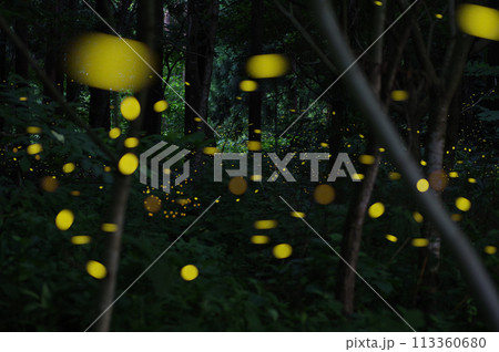 舞うヒメボタル 113360680