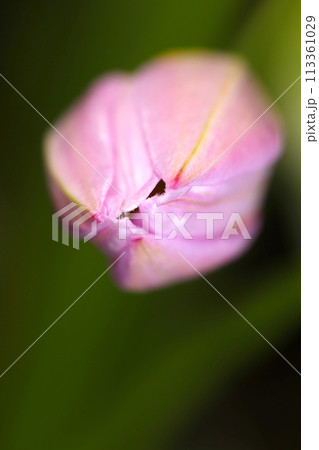 渦巻き状に花びらが閉じたピンク色のチューリップのつぼみ（自然光＋ストロボ、マクロ接写撮影） 113361029
