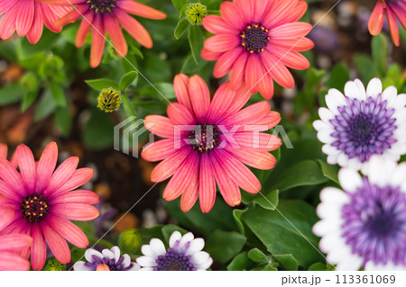 春の久屋大通庭園フラリエ、満開の花々〈愛知県名古屋市〉 113361069