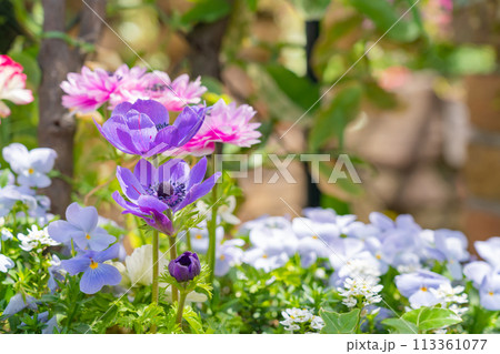 春の久屋大通庭園フラリエ、満開の花々〈愛知県名古屋市〉 113361077