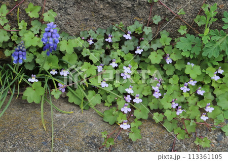 春の道端に咲くツタバウンランの淡い青紫色の花 113361105