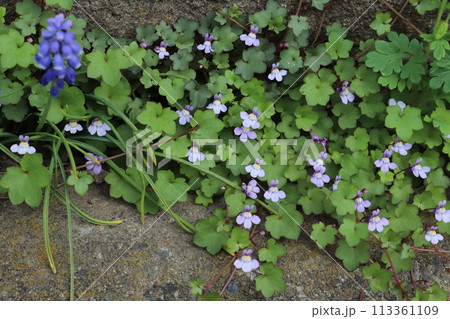 春の道端に咲くツタバウンランの淡い青紫色の花 春の道端に咲くツタバウンランの淡い青紫色の花 113361109