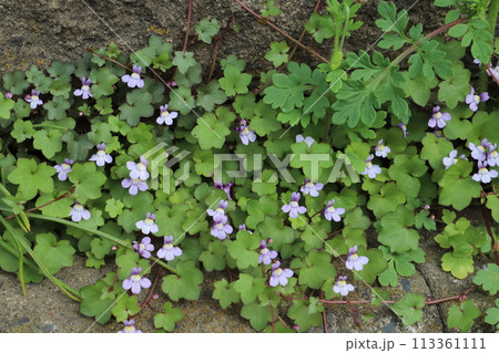 春の道端に咲くツタバウンランの淡い青紫色の花 113361111