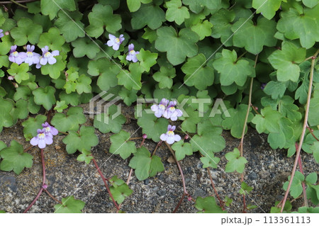 春の道端に咲くツタバウンランの淡い青紫色の花 春の道端に咲くツタバウンランの淡い青紫色の花 113361113
