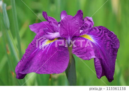 江戸時代の浮世絵にも描かれたハナショウブー五 113361138