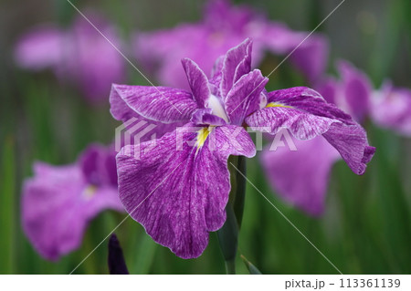 江戸時代の浮世絵にも描かれたハナショウブー四 113361139