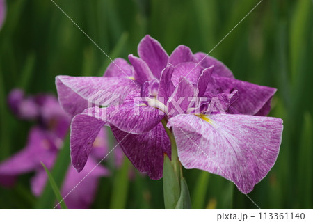 江戸時代の浮世絵にも描かれたハナショウブー参 江戸時代の浮世絵にも描かれたハナショウブー参 113361140