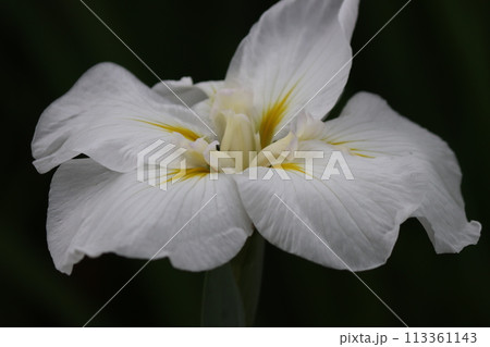 江戸時代の浮世絵にも描かれたハナショウブー壱 江戸時代の浮世絵にも描かれたハナショウブー壱 113361143