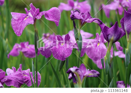 日常生活の身近なところで親しまれる花菖蒲ー七 113361148