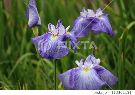 日常生活の身近なところで親しまれる花菖蒲ー四 113361151