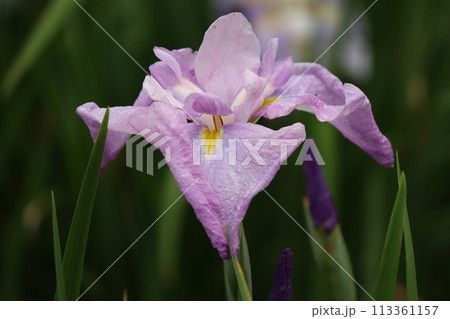 和風な雰囲気で古くから親しまれている花菖蒲 和風な雰囲気で古くから親しまれている花菖蒲 113361157
