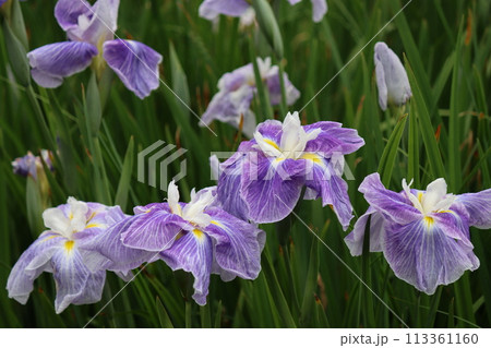 和風な雰囲気で古くから親しまれている花菖蒲ー七 和風な雰囲気で古くから親しまれている花菖蒲ー七 113361160
