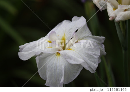 和風な雰囲気で古くから親しまれている花菖蒲ー四 113361163