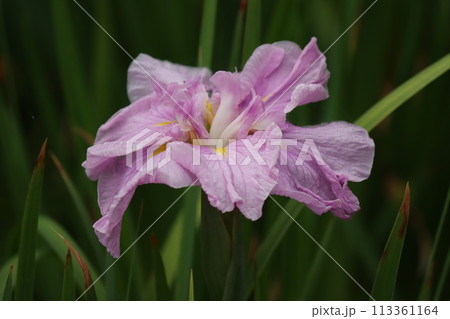 和風な雰囲気で古くから親しまれている花菖蒲ー参 113361164