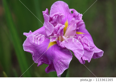 和風な雰囲気で古くから親しまれている花菖蒲ー弐 和風な雰囲気で古くから親しまれている花菖蒲ー弐 113361165