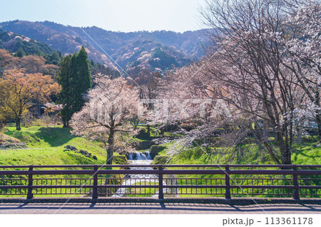 春の霞間ヶ渓、満開の桜〈岐阜県揖斐郡〉 113361178
