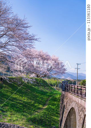 春の霞間ヶ渓、満開の桜〈岐阜県揖斐郡〉 113361180