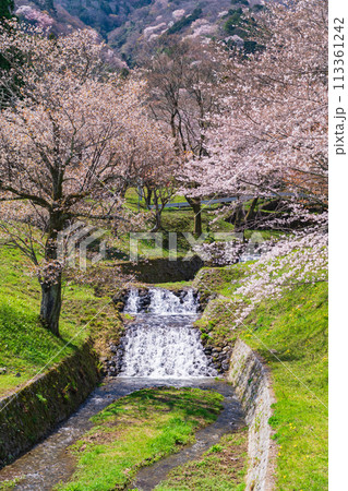 春の霞間ヶ渓、満開の桜〈岐阜県揖斐郡〉 春の霞間ヶ渓、満開の桜〈岐阜県揖斐郡〉 113361242