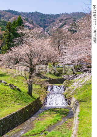 春の霞間ヶ渓、満開の桜〈岐阜県揖斐郡〉 113361244