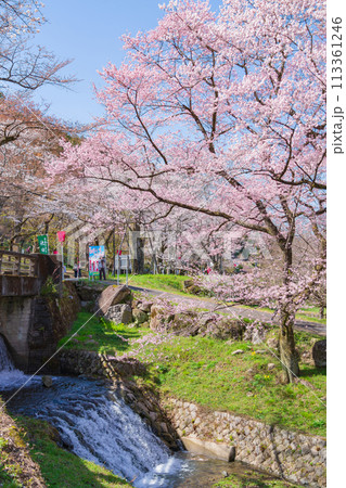 春の霞間ヶ渓、満開の桜〈岐阜県揖斐郡〉 113361246