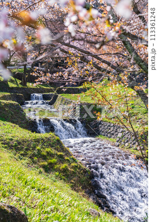 春の霞間ヶ渓、満開の桜〈岐阜県揖斐郡〉 113361248