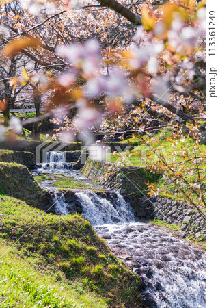 春の霞間ヶ渓、満開の桜〈岐阜県揖斐郡〉 113361249
