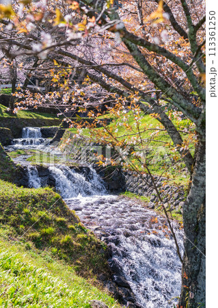 春の霞間ヶ渓、満開の桜〈岐阜県揖斐郡〉 113361250
