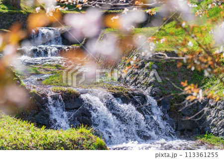 春の霞間ヶ渓、満開の桜〈岐阜県揖斐郡〉 113361255