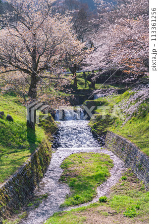 春の霞間ヶ渓、満開の桜〈岐阜県揖斐郡〉 113361256