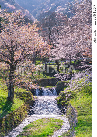 春の霞間ヶ渓、満開の桜〈岐阜県揖斐郡〉 春の霞間ヶ渓、満開の桜〈岐阜県揖斐郡〉 113361257