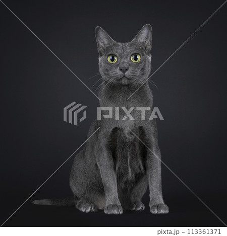 Korat cat on black background 113361371